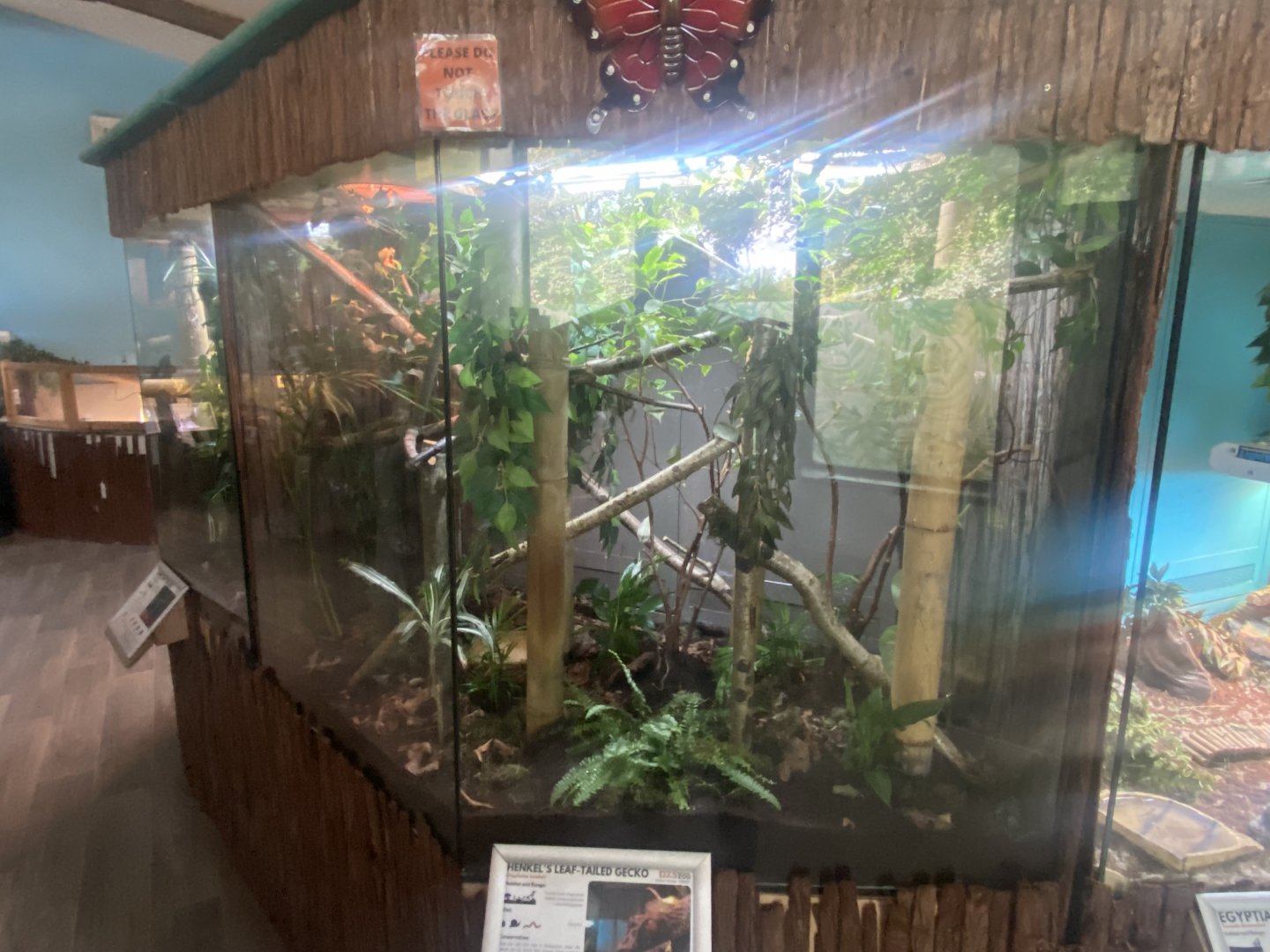 Henkel’s leaf-tailed gecko exhibit 050925