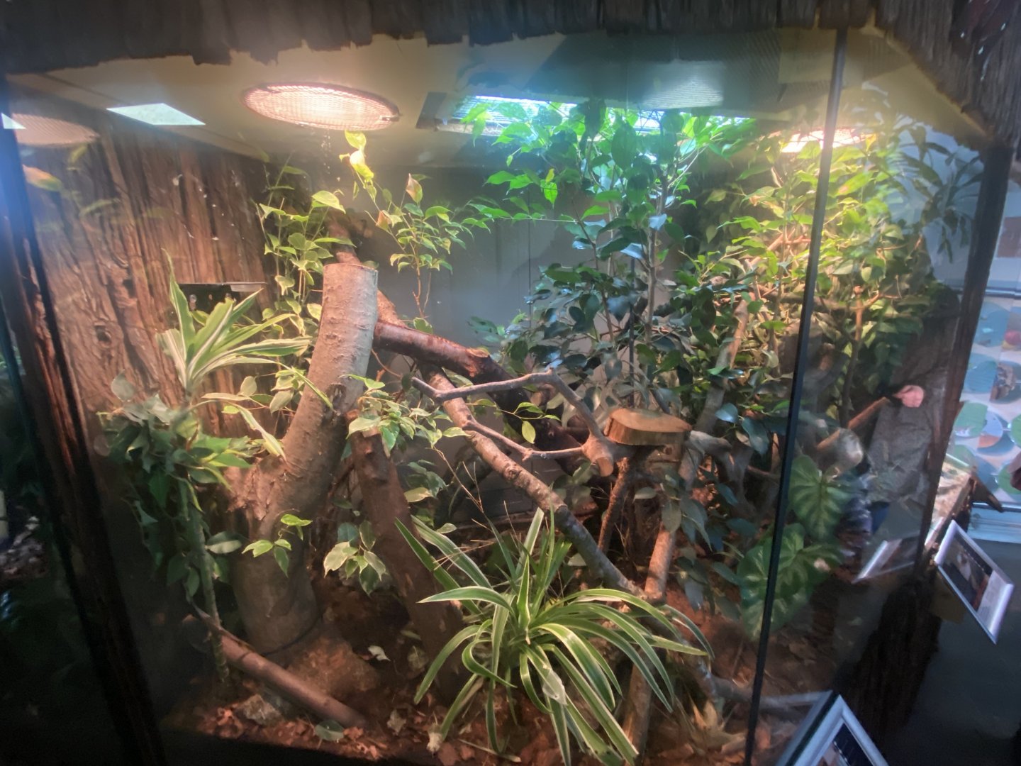 Henkel’s leaf-tailed gecko exhibit 140224