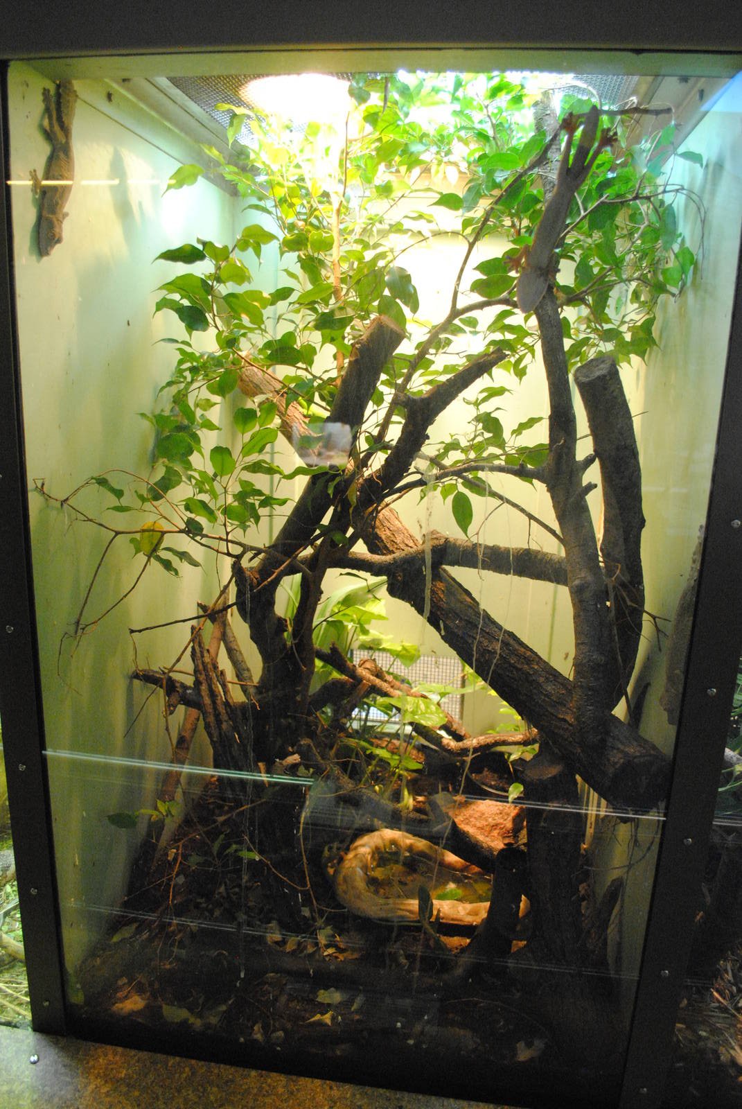Henkel's Leaf-tailed Gecko exhibit