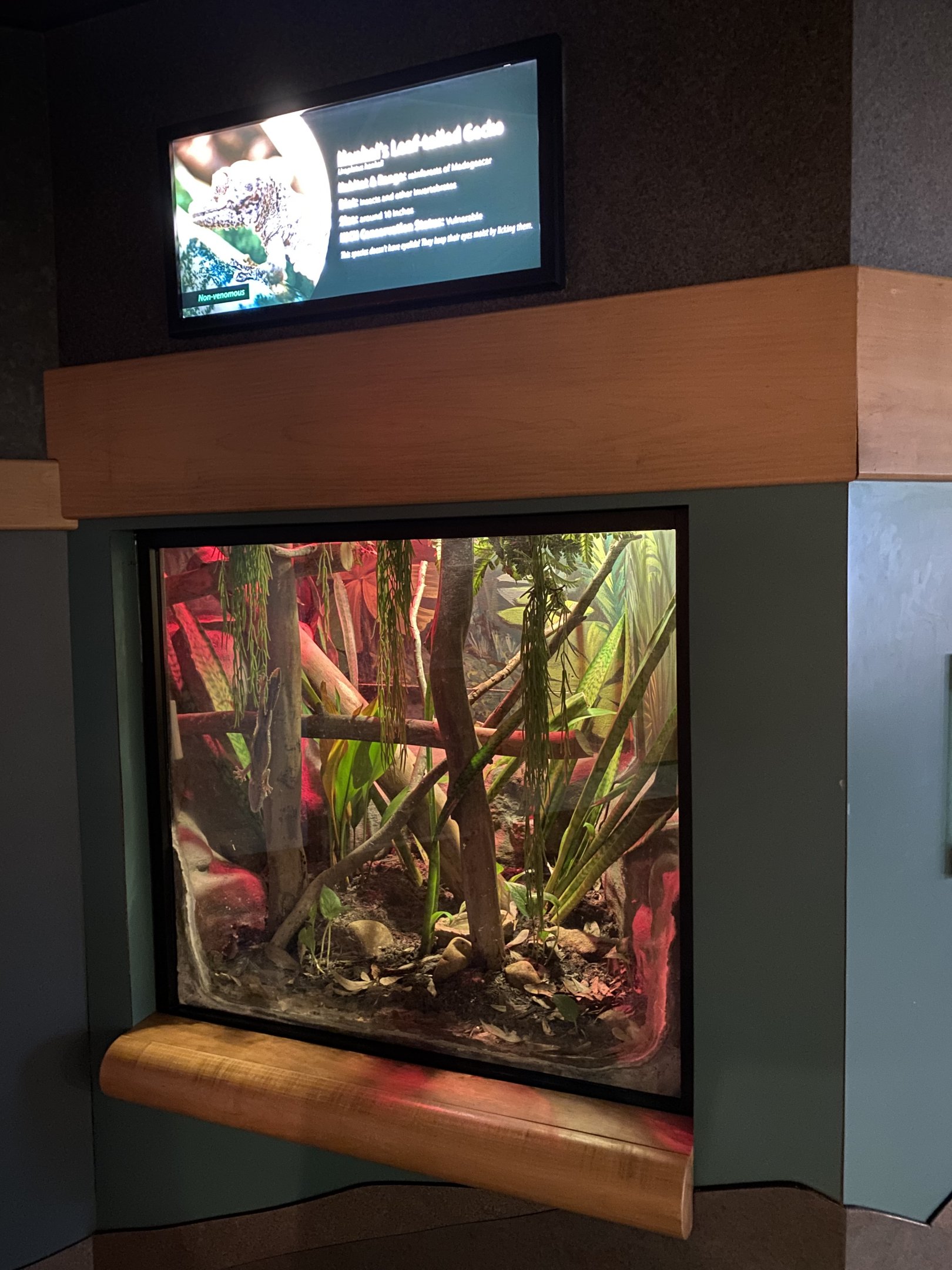 Henkel's Leaf-tailed Gecko Exhibit