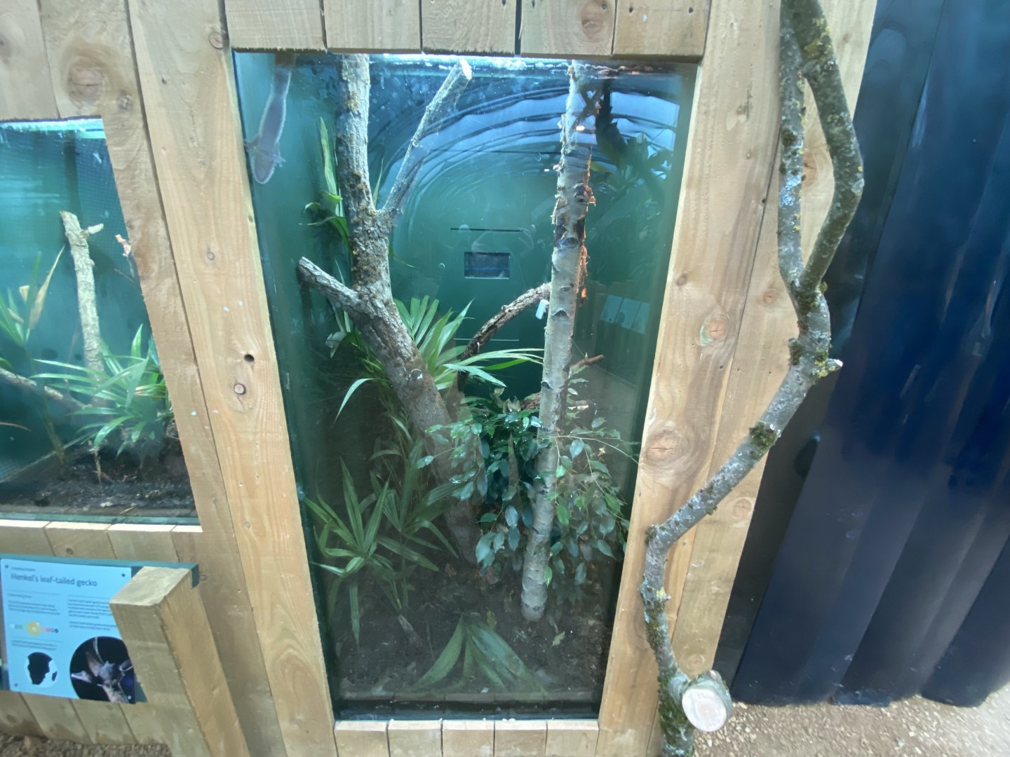 Henkel’s leaf-tailed gecko exhibit