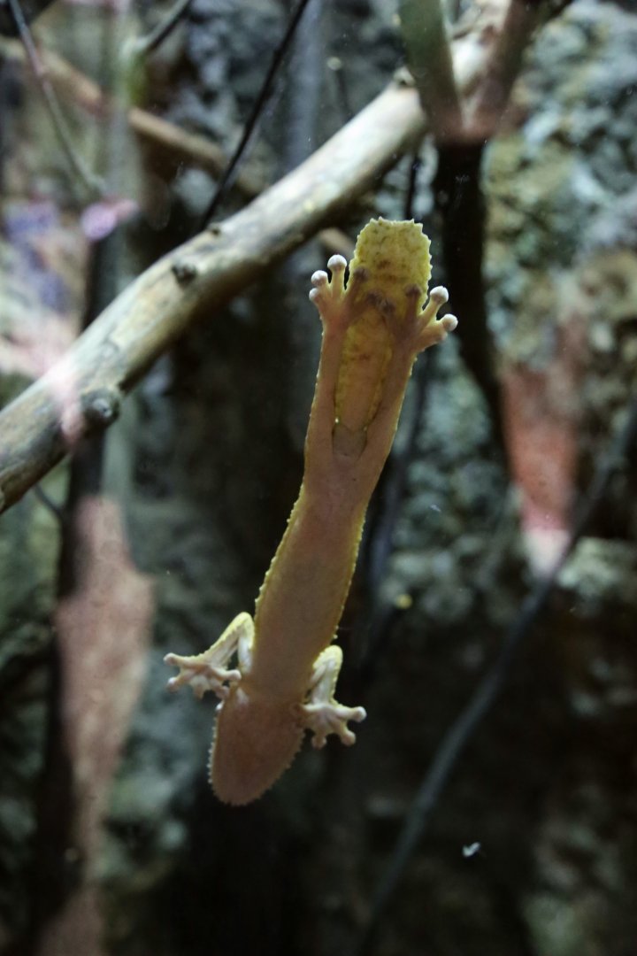 Henkel's Leaf-tailed Gecko, July 2016