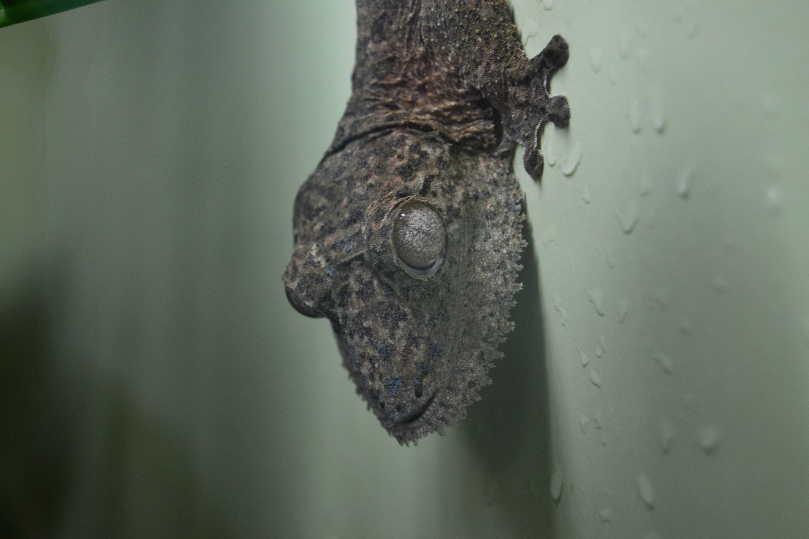 Henkel's Leaf Tailed Gecko - September 2016