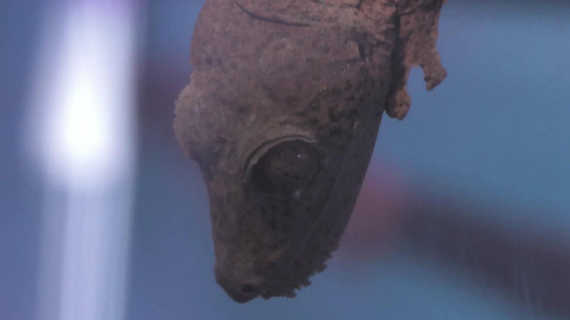 Henkel's Leaf-Tailed Gecko upclose