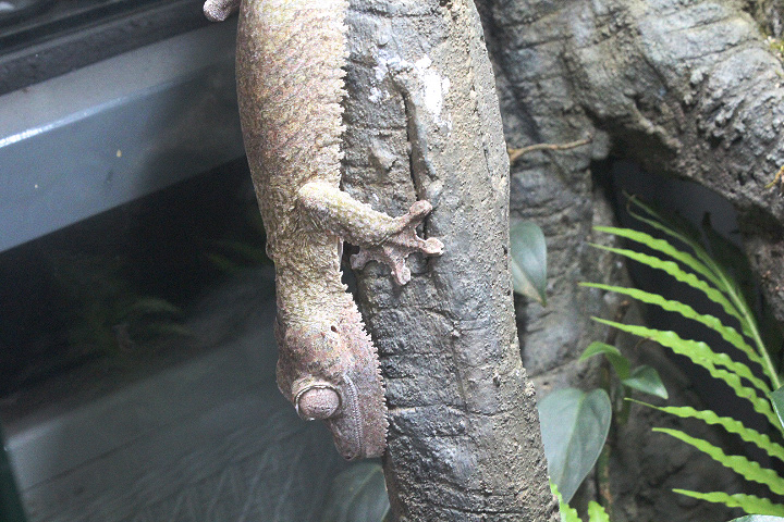 Henkel's leaf-tailed gecko (Uroplatus henkeli) - Private facility