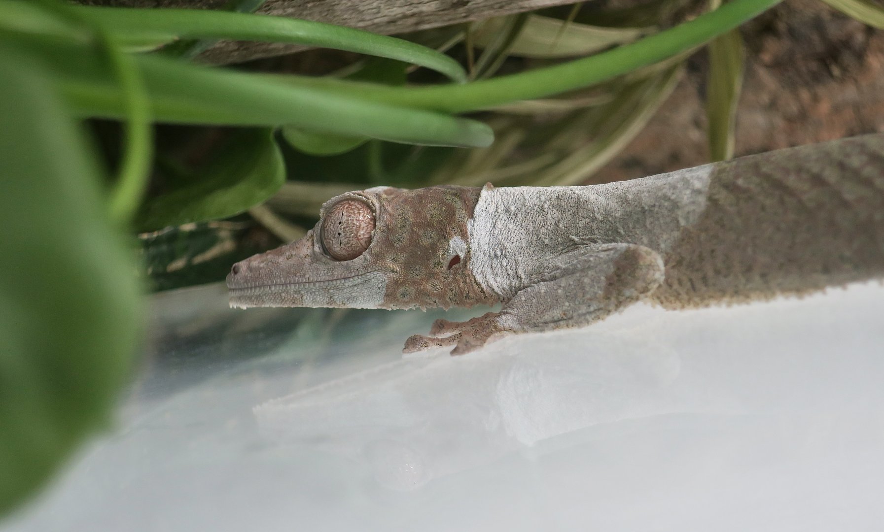 Henkel's Leaf-Tailed Gecko (Uroplatus henkeli) - The Gecko Gallery NYC