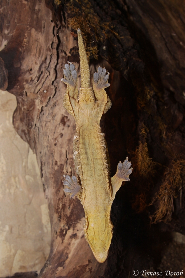 Henkel's Leaf-Tailed Gecko (Uroplatus henkeli)