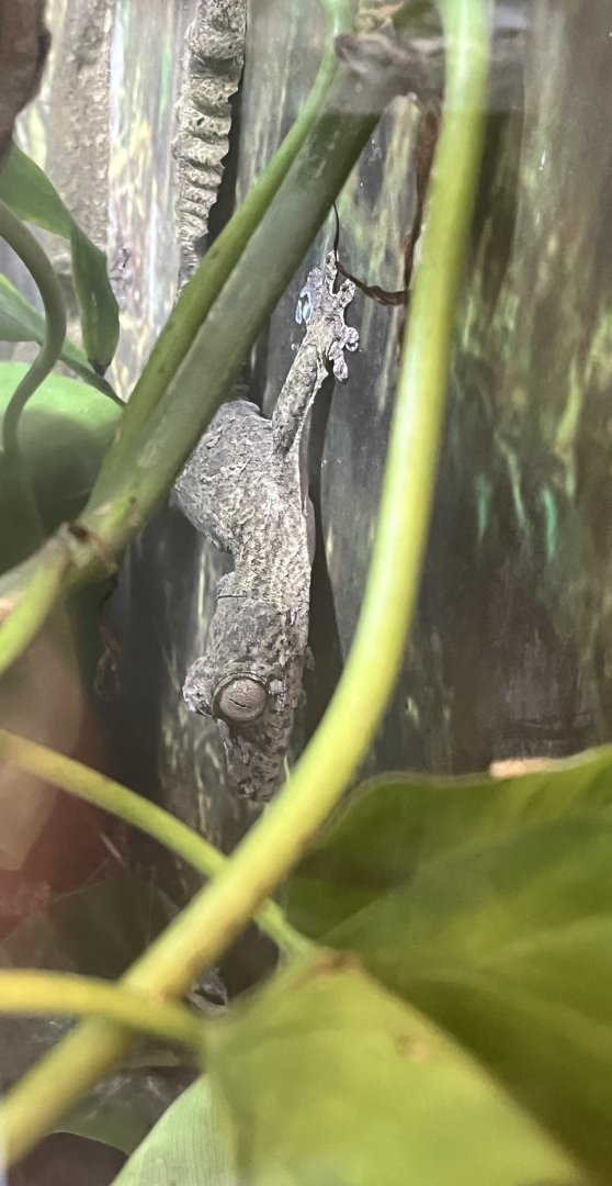 Henkel’s Leaf-tailed Gecko (Uroplatus henkeli)
