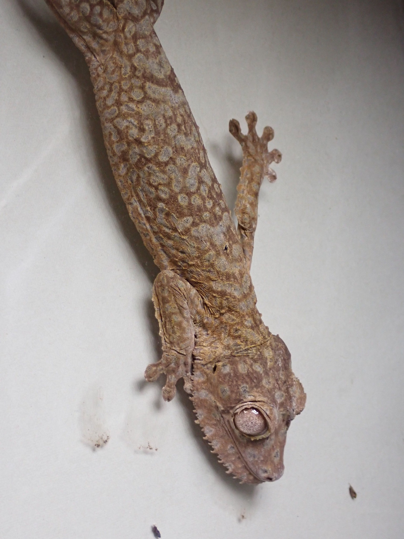 Henkel's Leaf-tailed Gecko - Uroplatus henkeli
