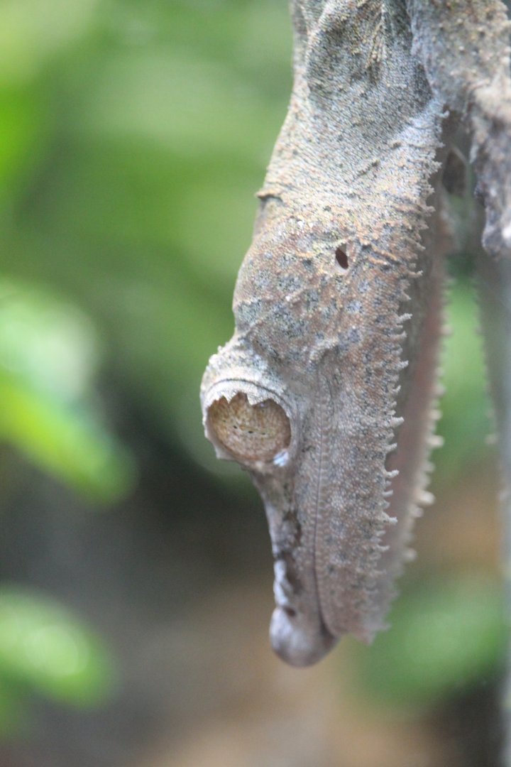 Henkel's leaf-tailed gecko (Uroplatus henkeli)