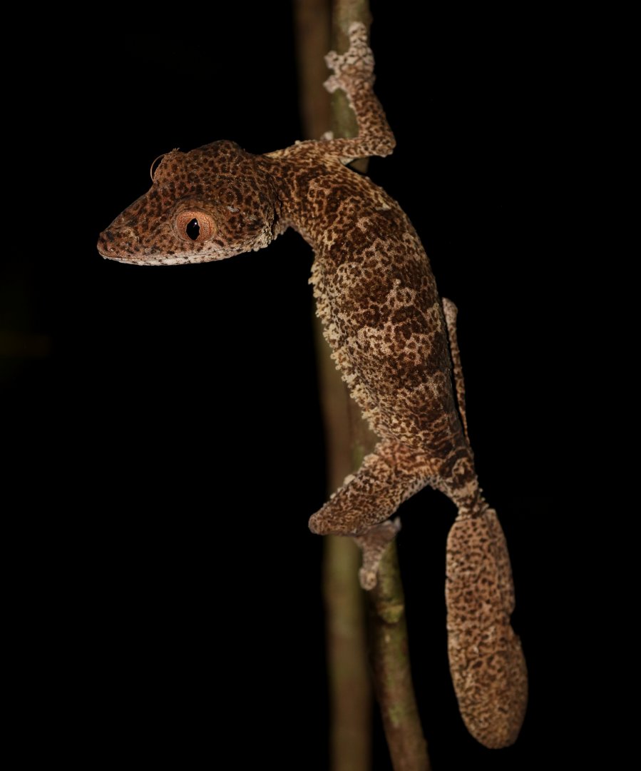 Henkel's leaf-tailed gecko (Uroplatus henkeli)