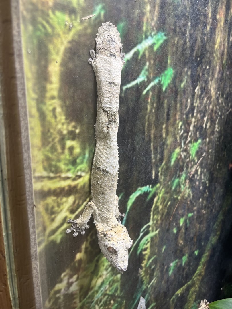 Henkel's Leaf-tailed Gecko (Uroplatus henkeli)