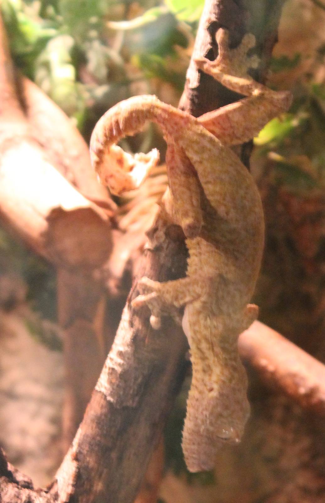 Henkel's leaf-tailed gecko
