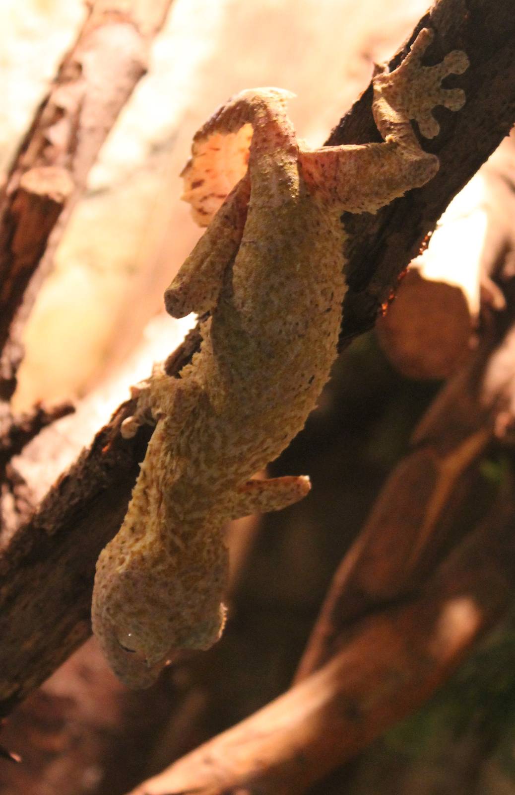 Henkel's leaf-tailed gecko