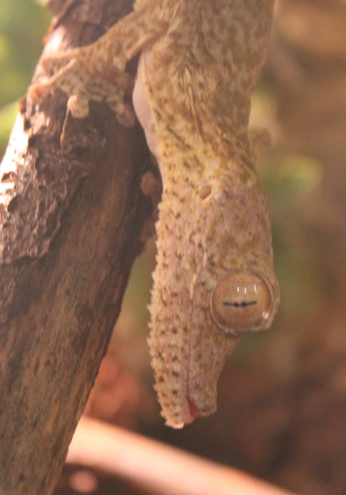 Henkel's leaf-tailed gecko