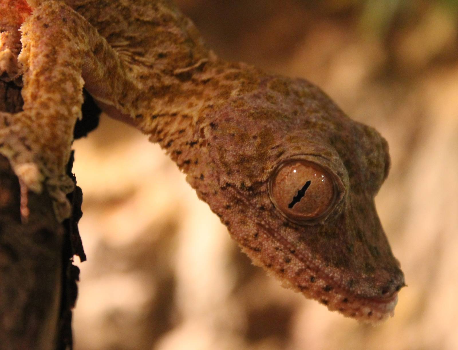 Henkel's leaf-tailed gecko