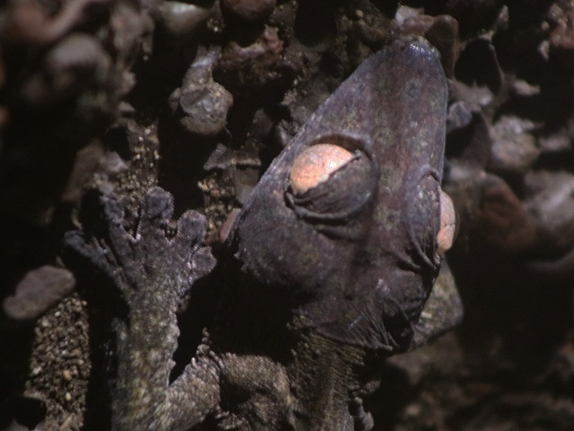 Henkel's Leaf-tailed Gecko