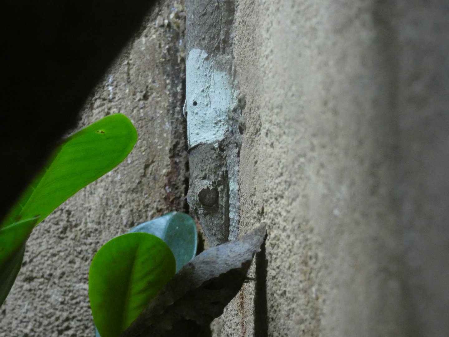 Henkel's Leaf-tailed Gecko