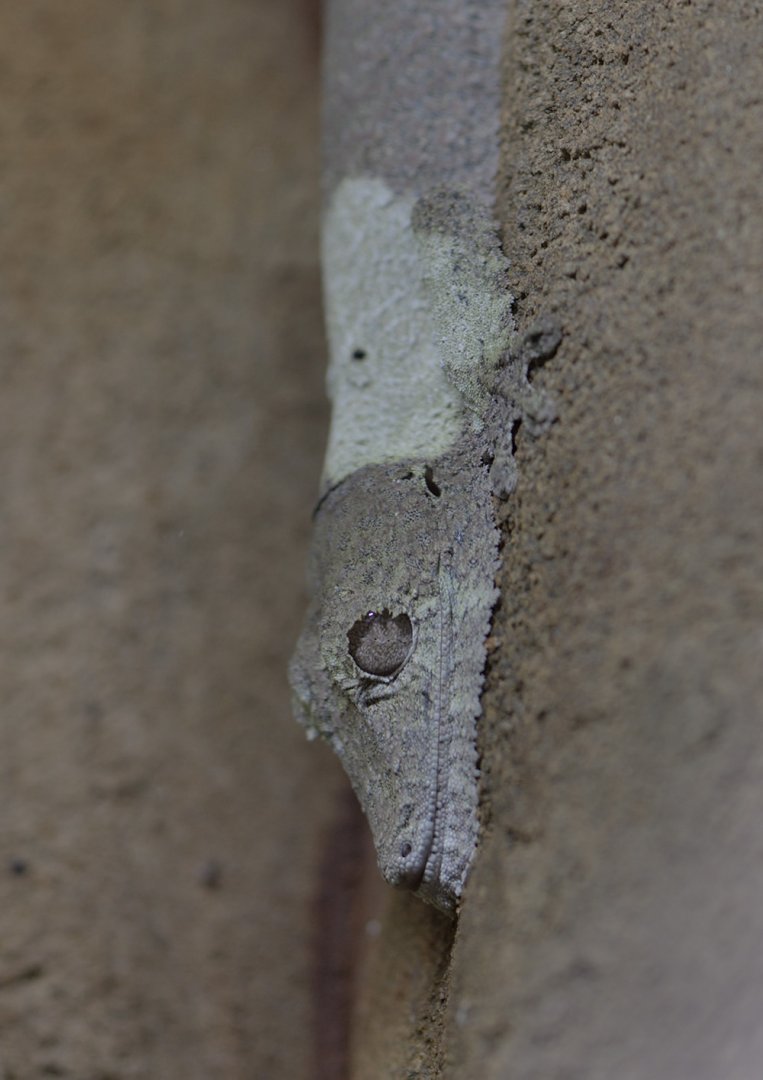 Henkel's leaf-tailed gecko