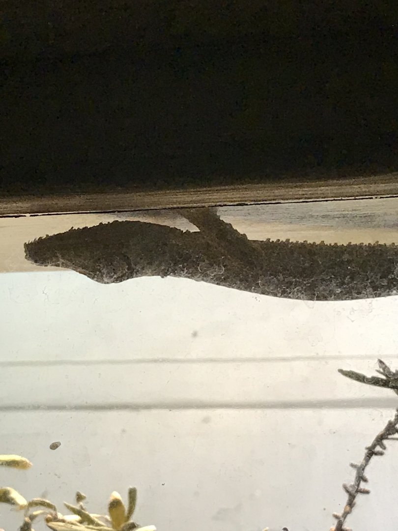 Henkel’s leaf-tailed gecko