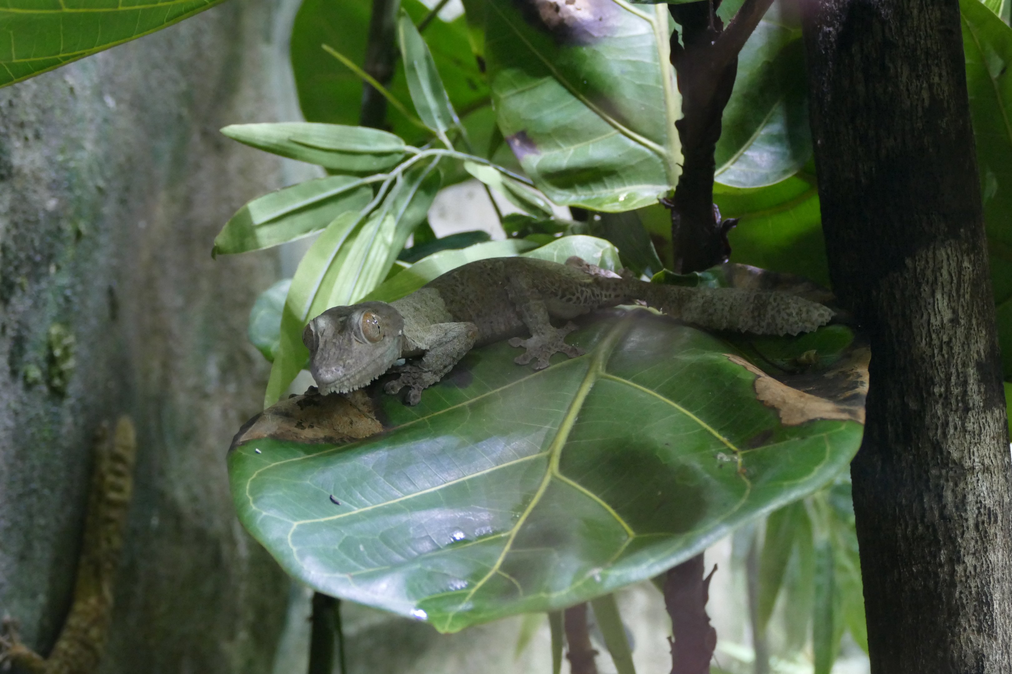 Henkel's Leaf-tailed Gecko