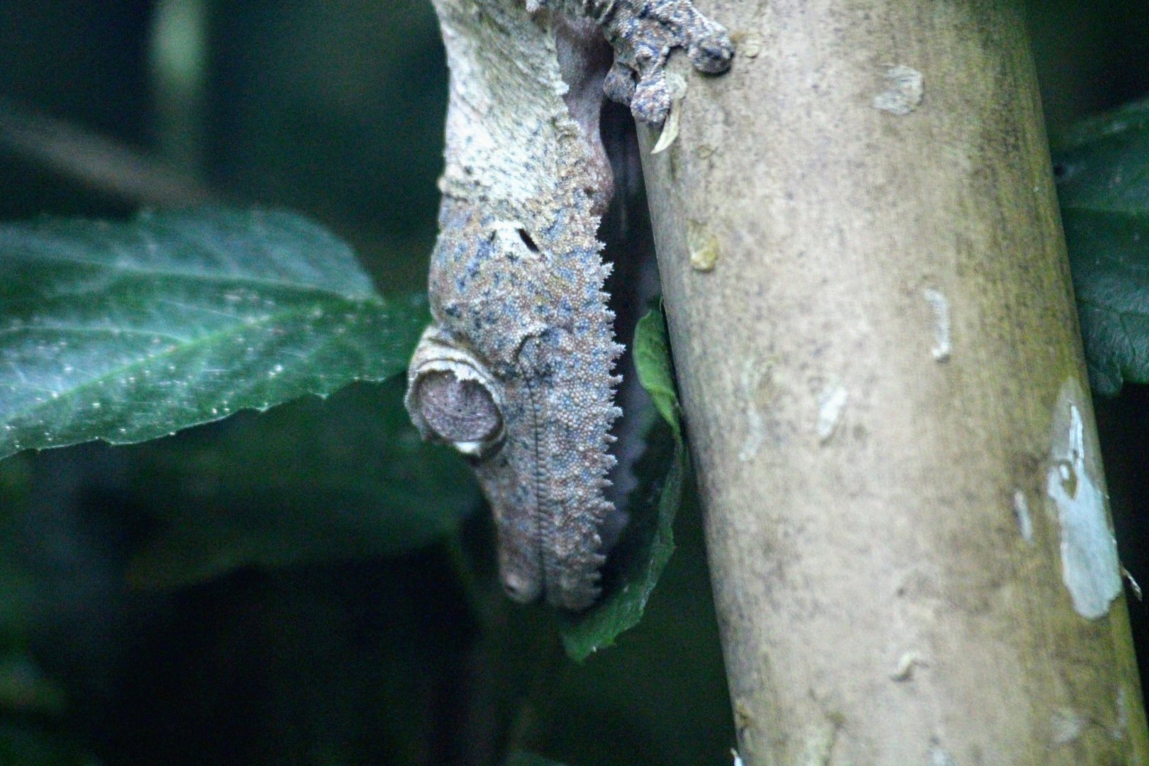 Henkel's Leaf-tailed Gecko