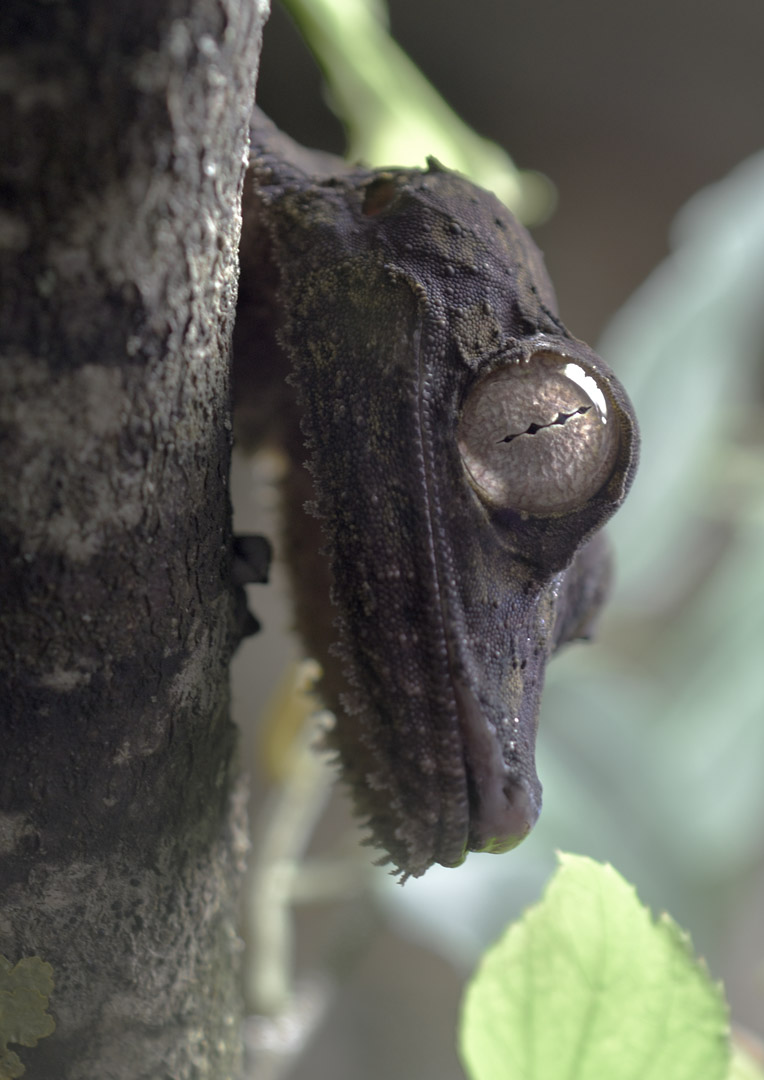 Henkel's leaf-tailed gecko