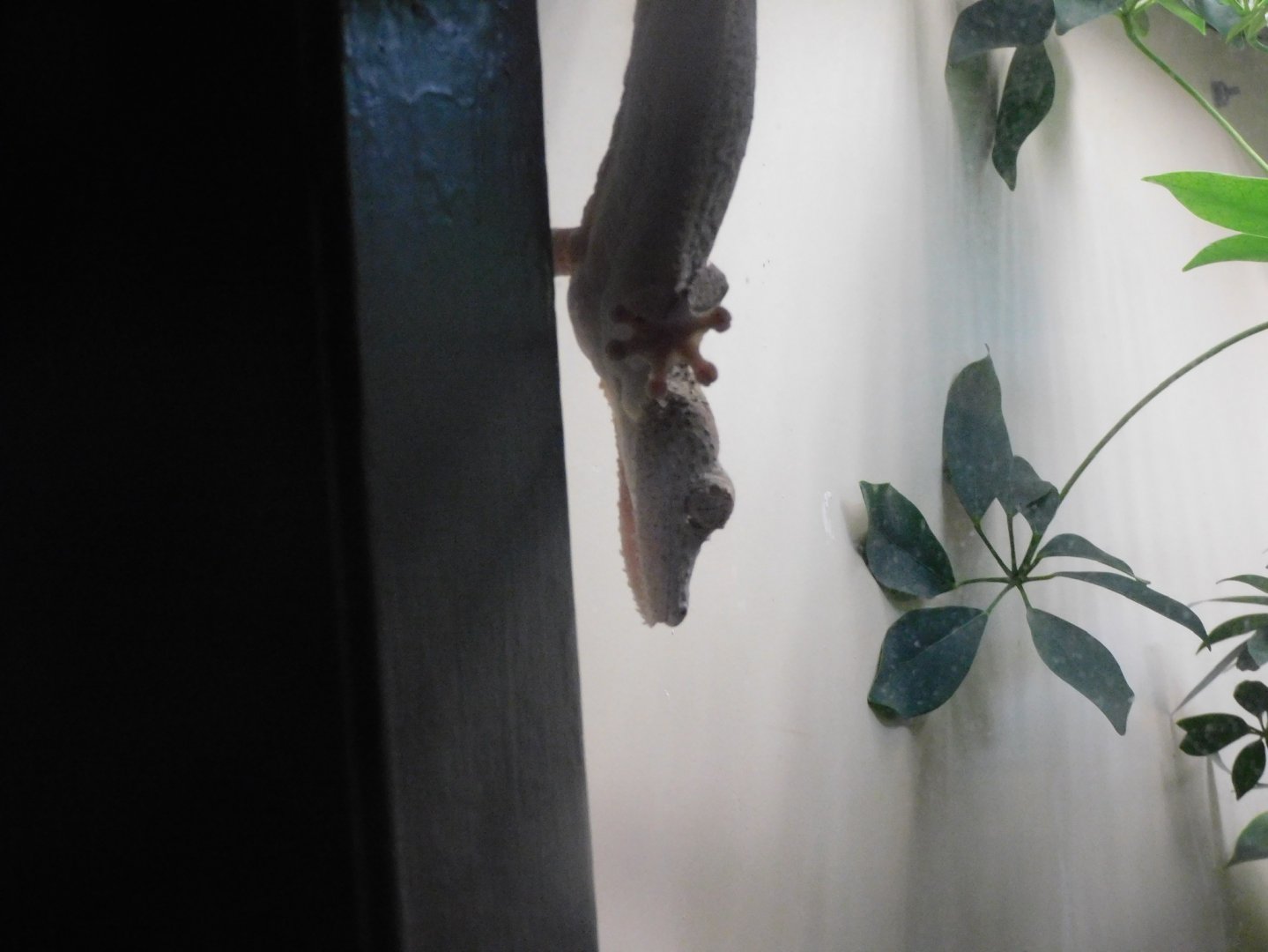 Henkels leaf tailed gecko