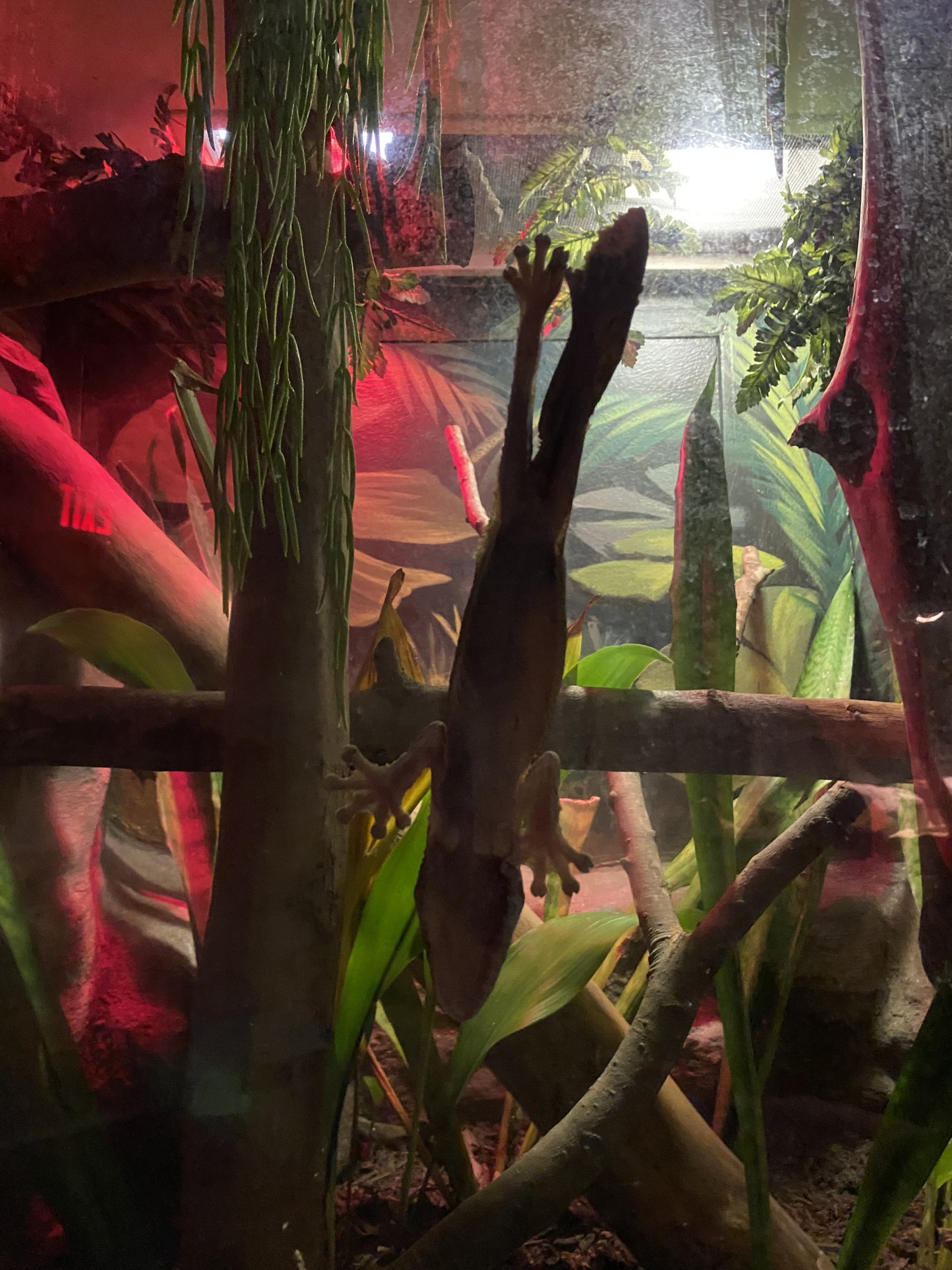 Henkel's Leaf-tailed Gecko