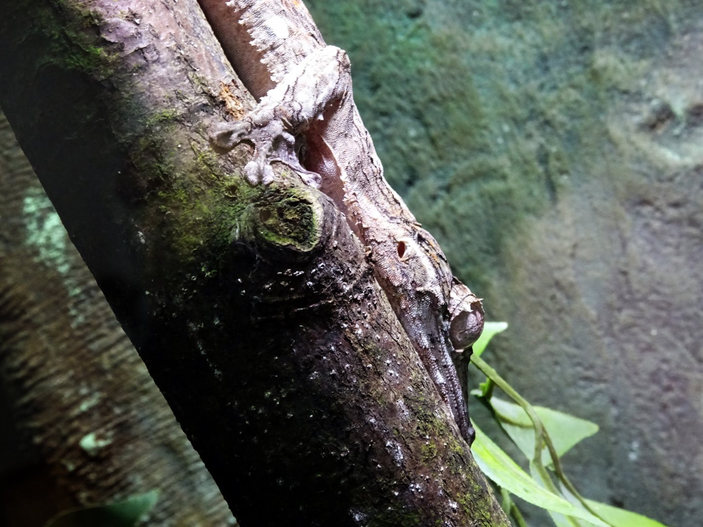 Henkel's Leaf-Tailed Gecko