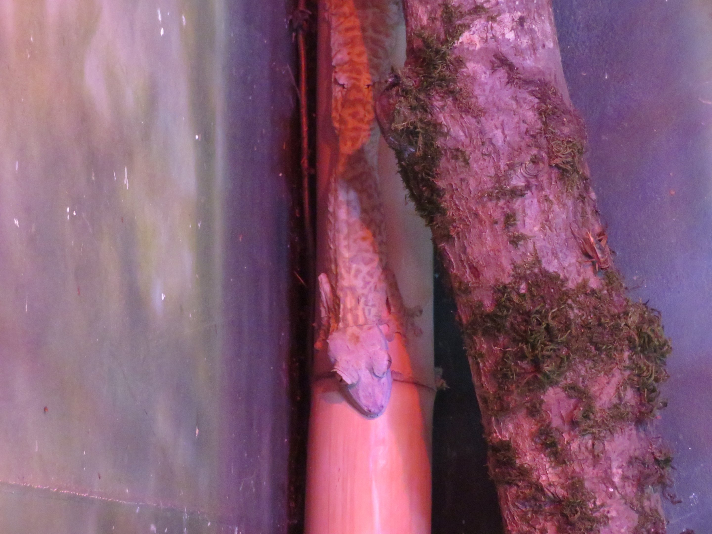 Henkel's Leaf-tailed Gecko
