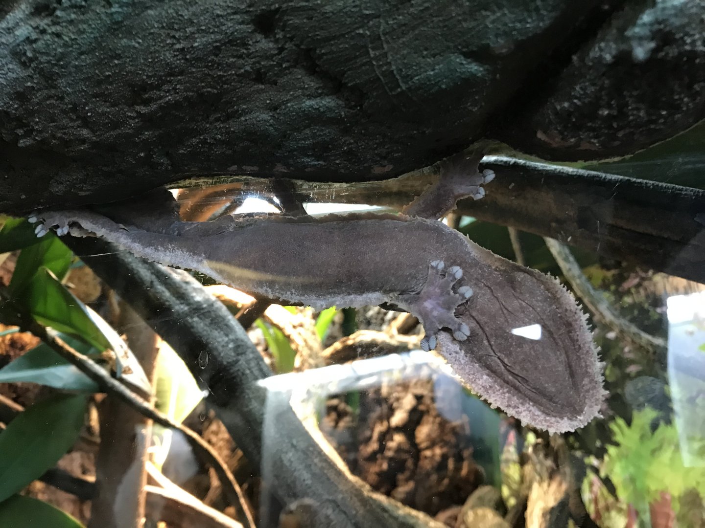 Henkel’s Leaf-tailed gecko