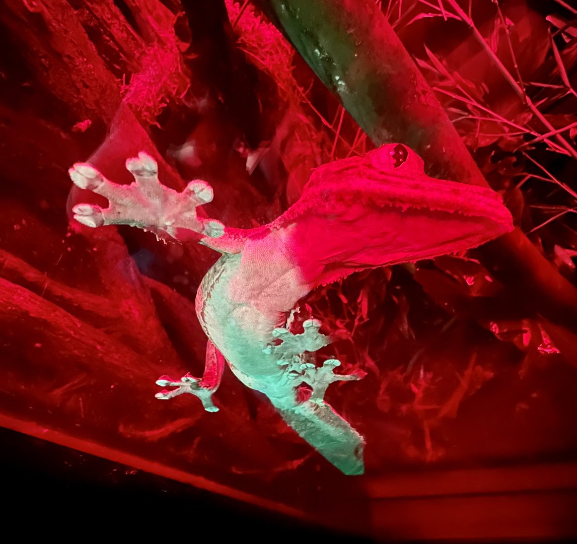 Henkel’s  Leaf-tailed Gecko