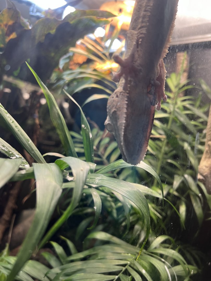 Henkel’s Leaf-Tailed Gecko