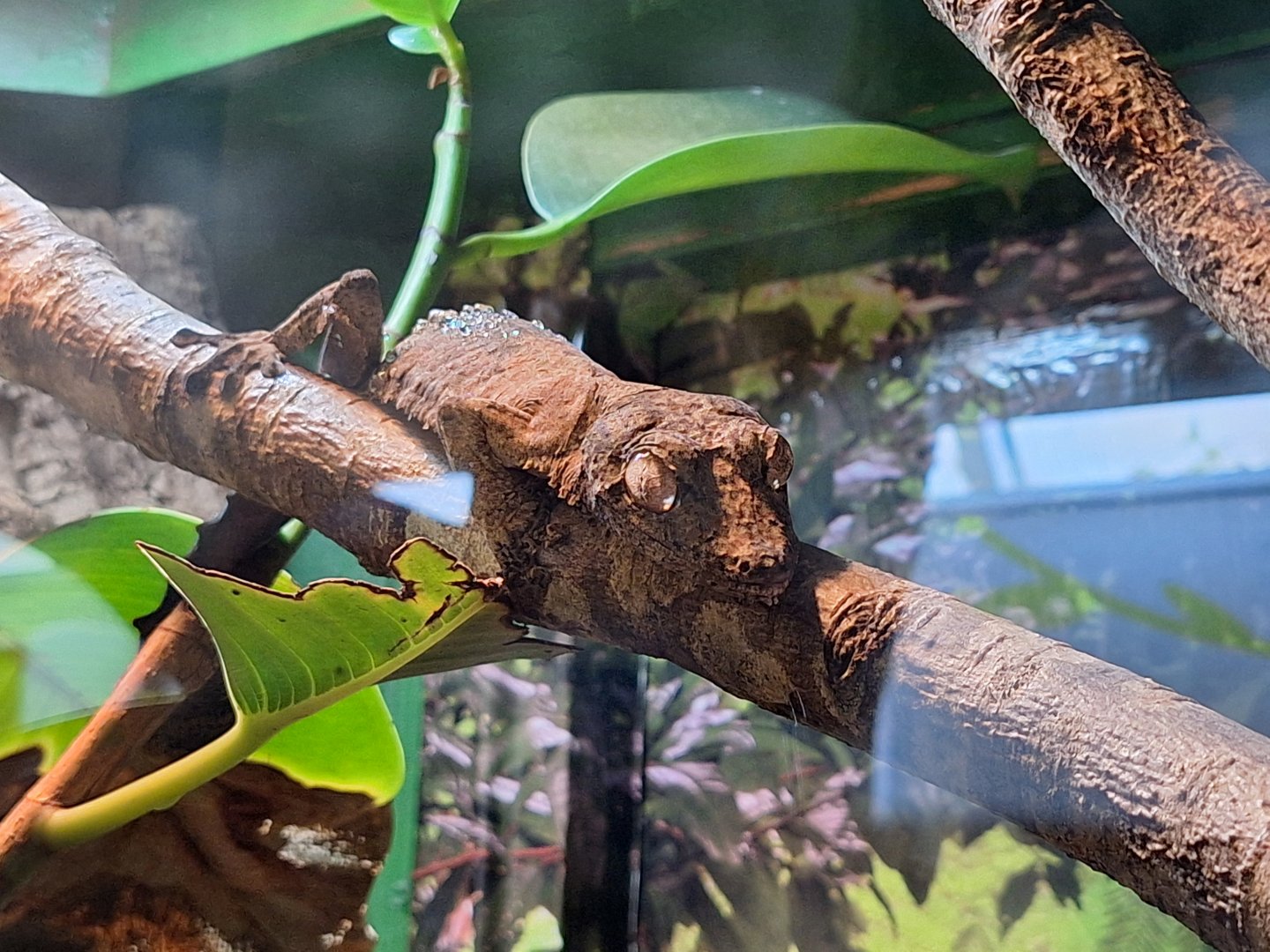 Henkel's Leaf-tailed Gecko