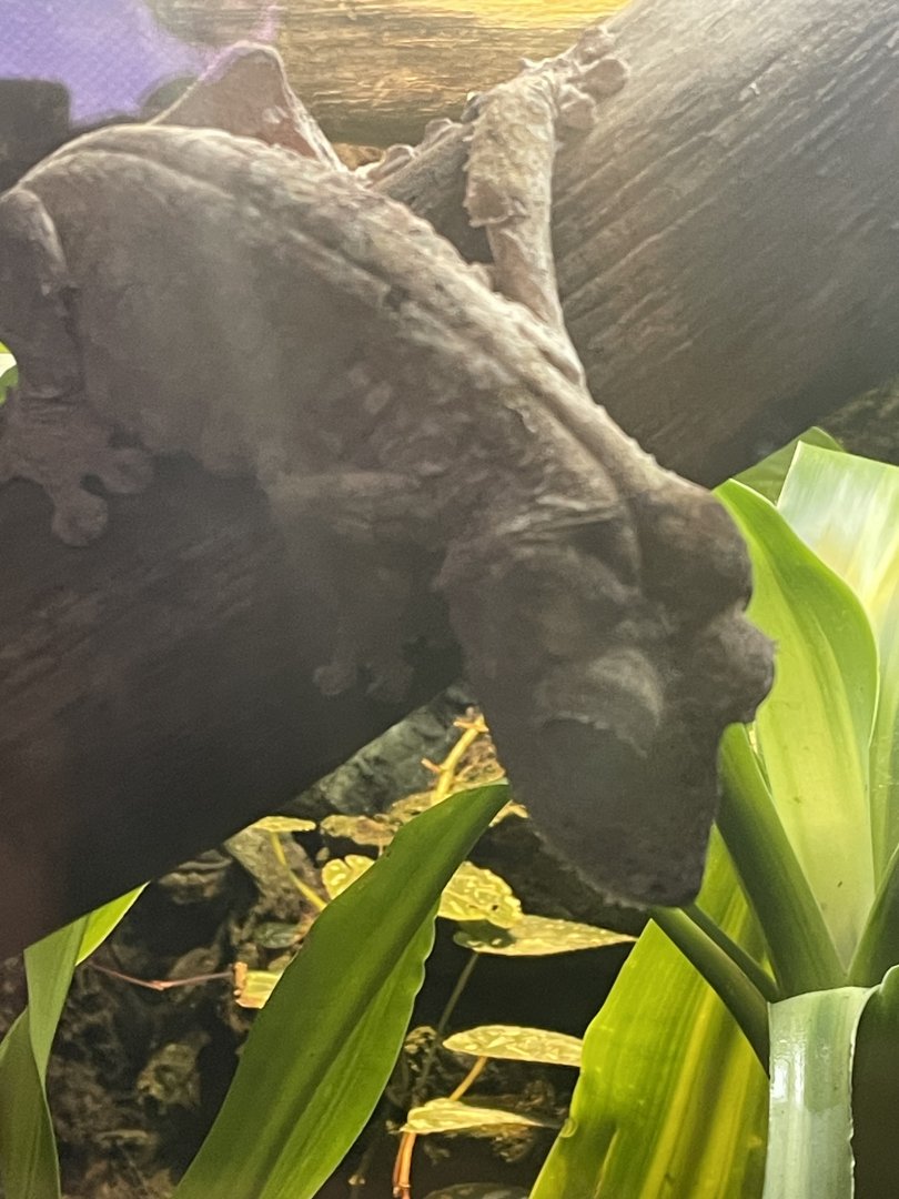 Henkel’s Leaf-Tailed Gecko