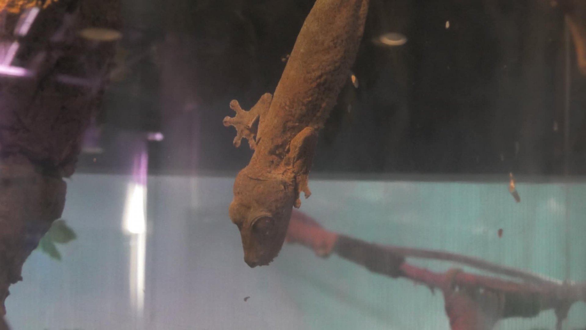 Henkel's Leaf-Tailed Gecko