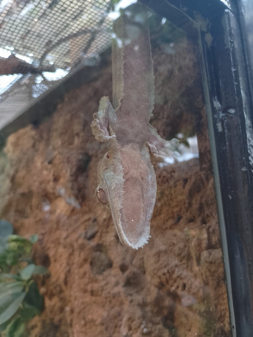 Henkel's leaf-tailed gecko