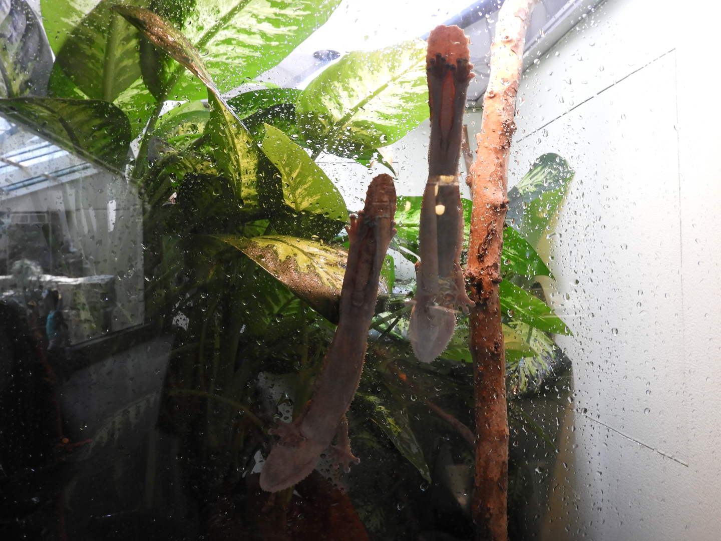 Henkel's Leaf-Tailed Geckos (Uroplatus henkeli)