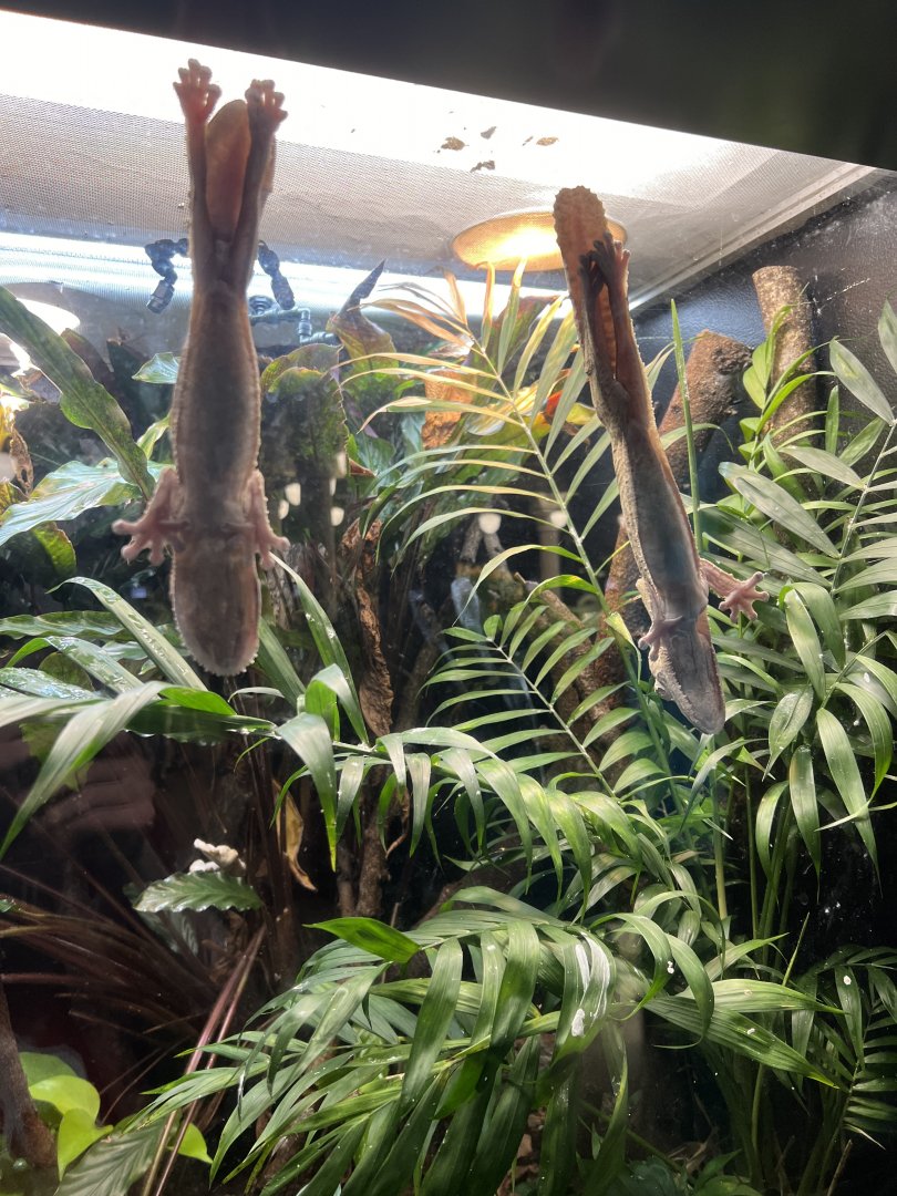 Henkel’s Leaf-Tailed Geckos