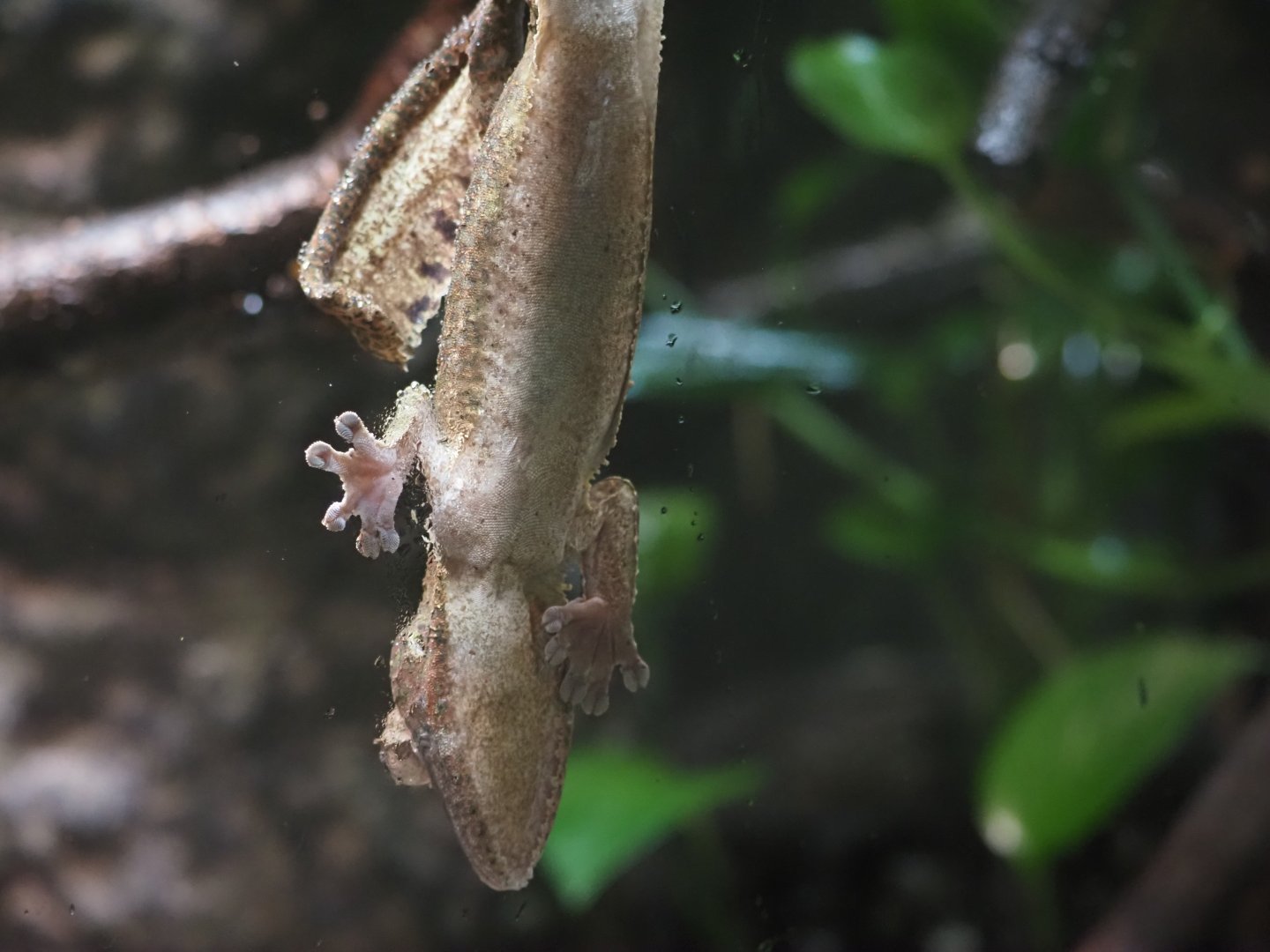Henkel's Life-Tailed Gecko