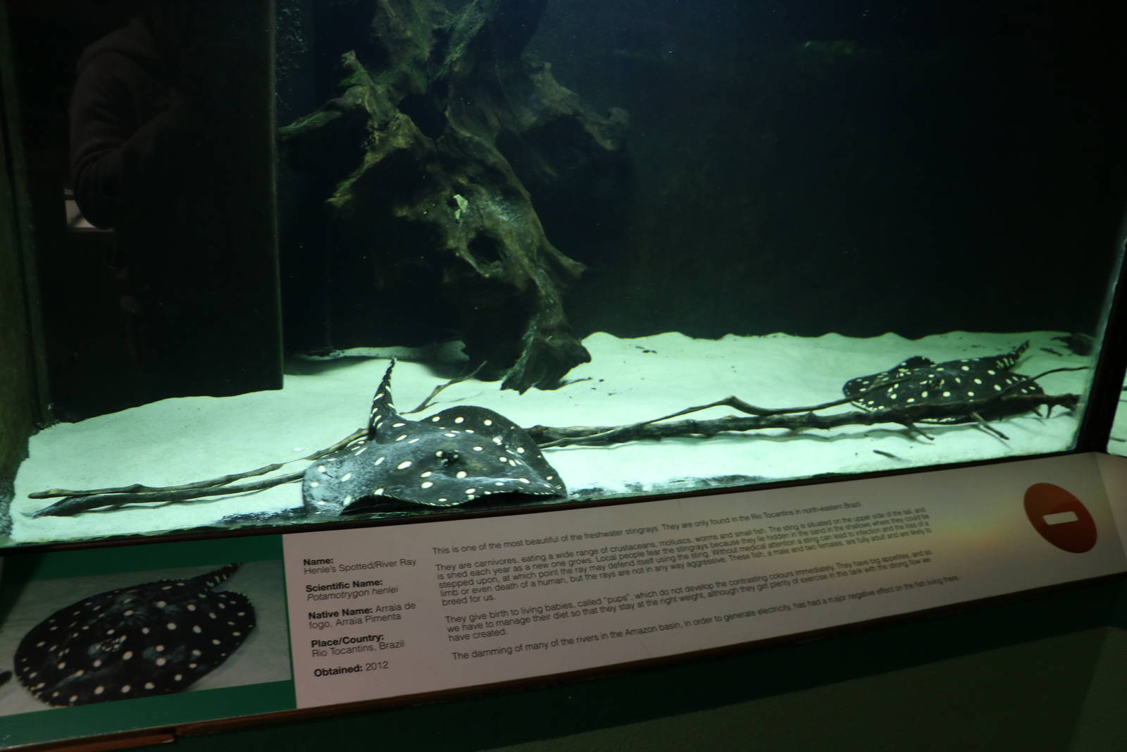 Henle's spotted rays - Bolton Museum, September 2015