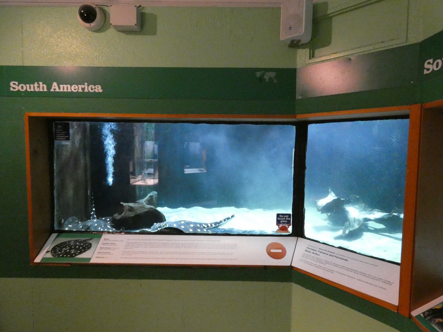 Henle's spotted stingray tank