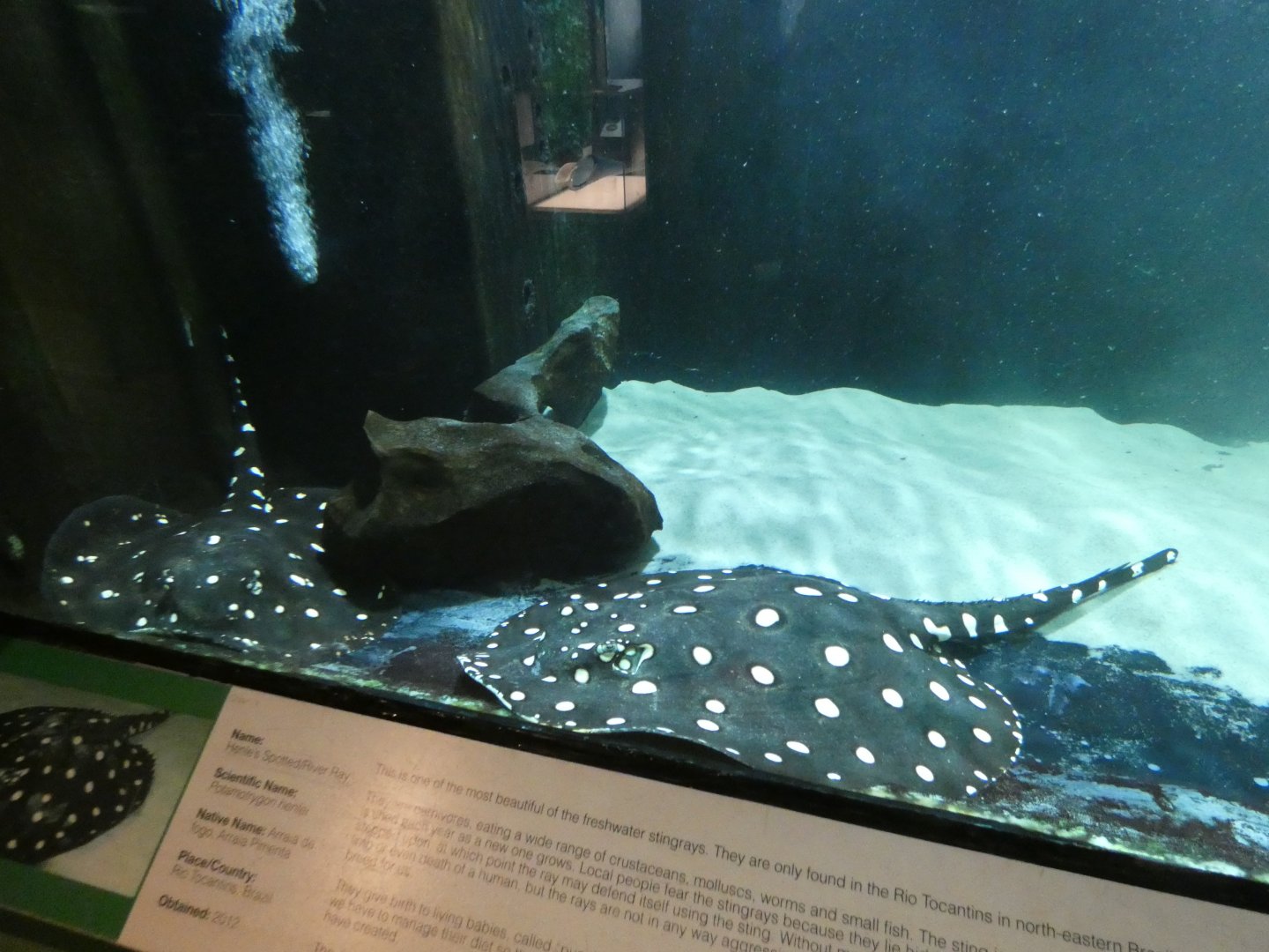 Henle's spotted stingrays