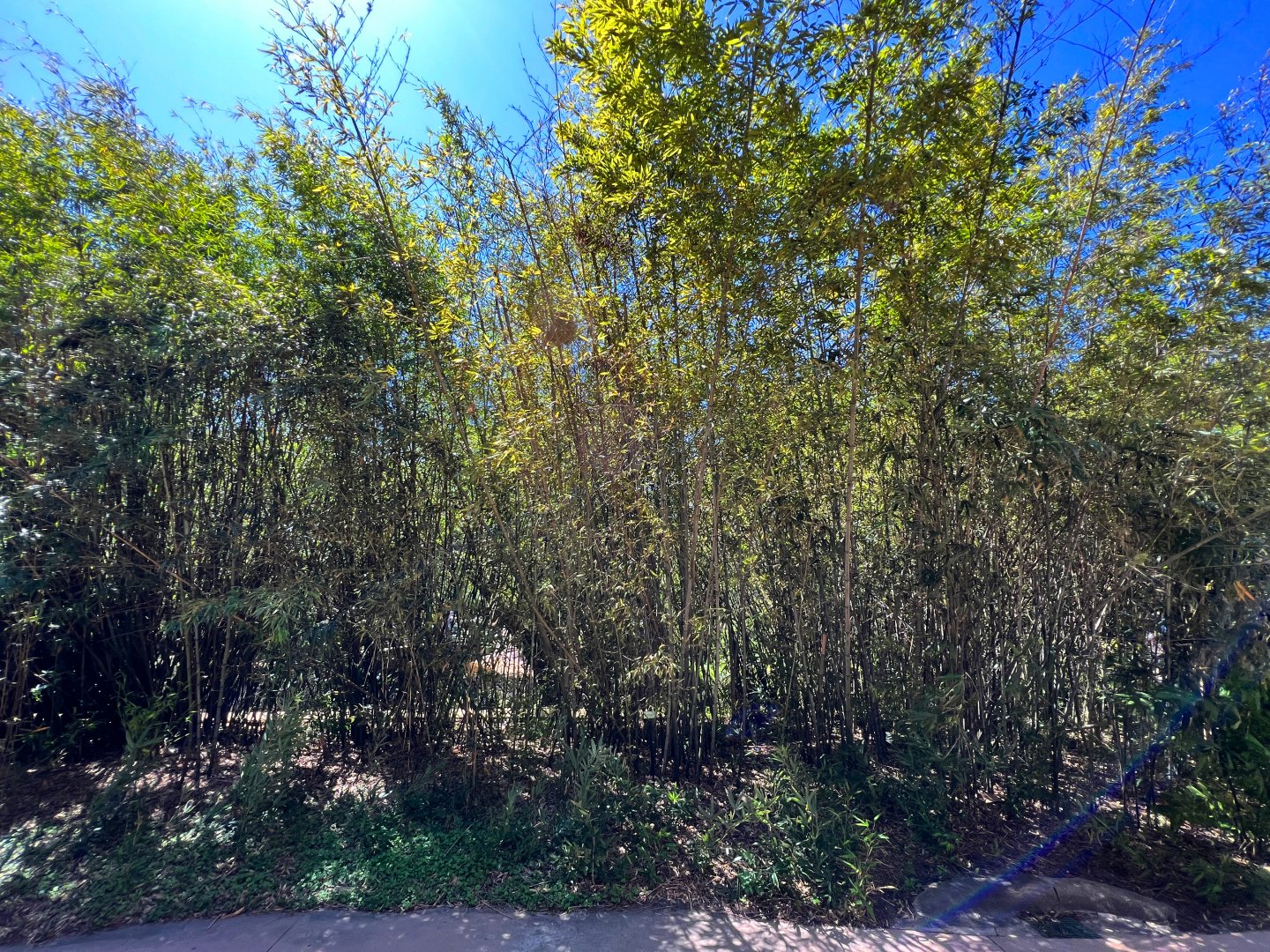Henon Bamboo Grove