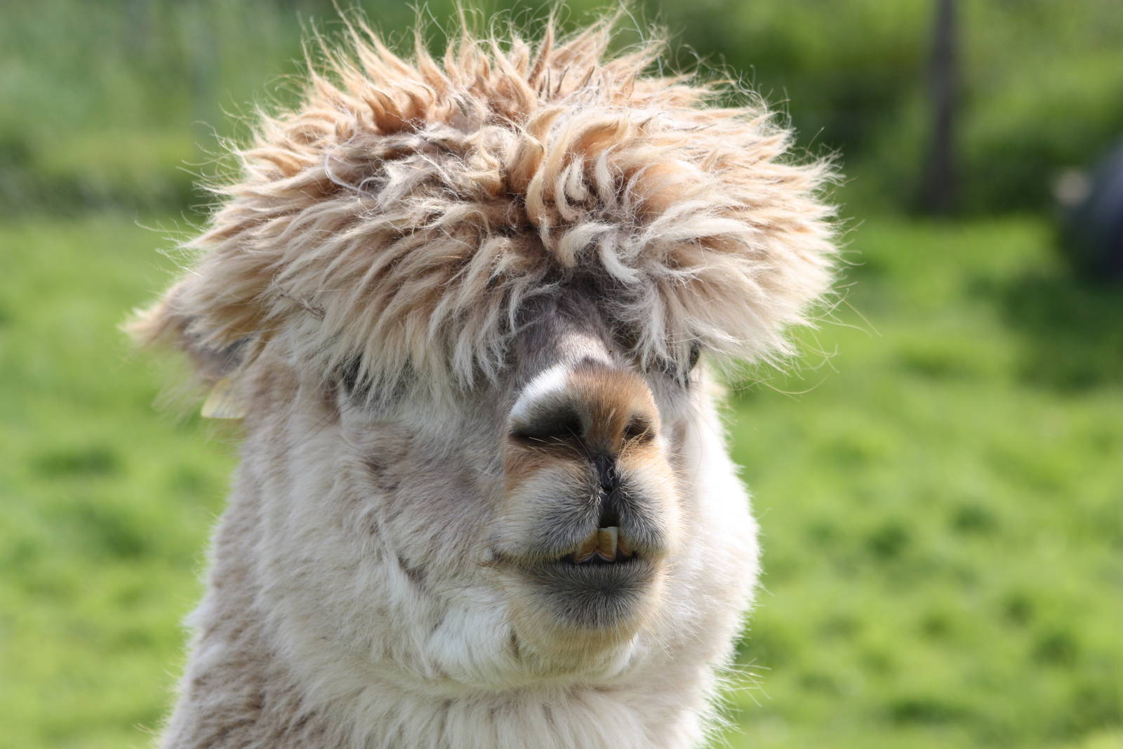 Henry, 19th June 2014