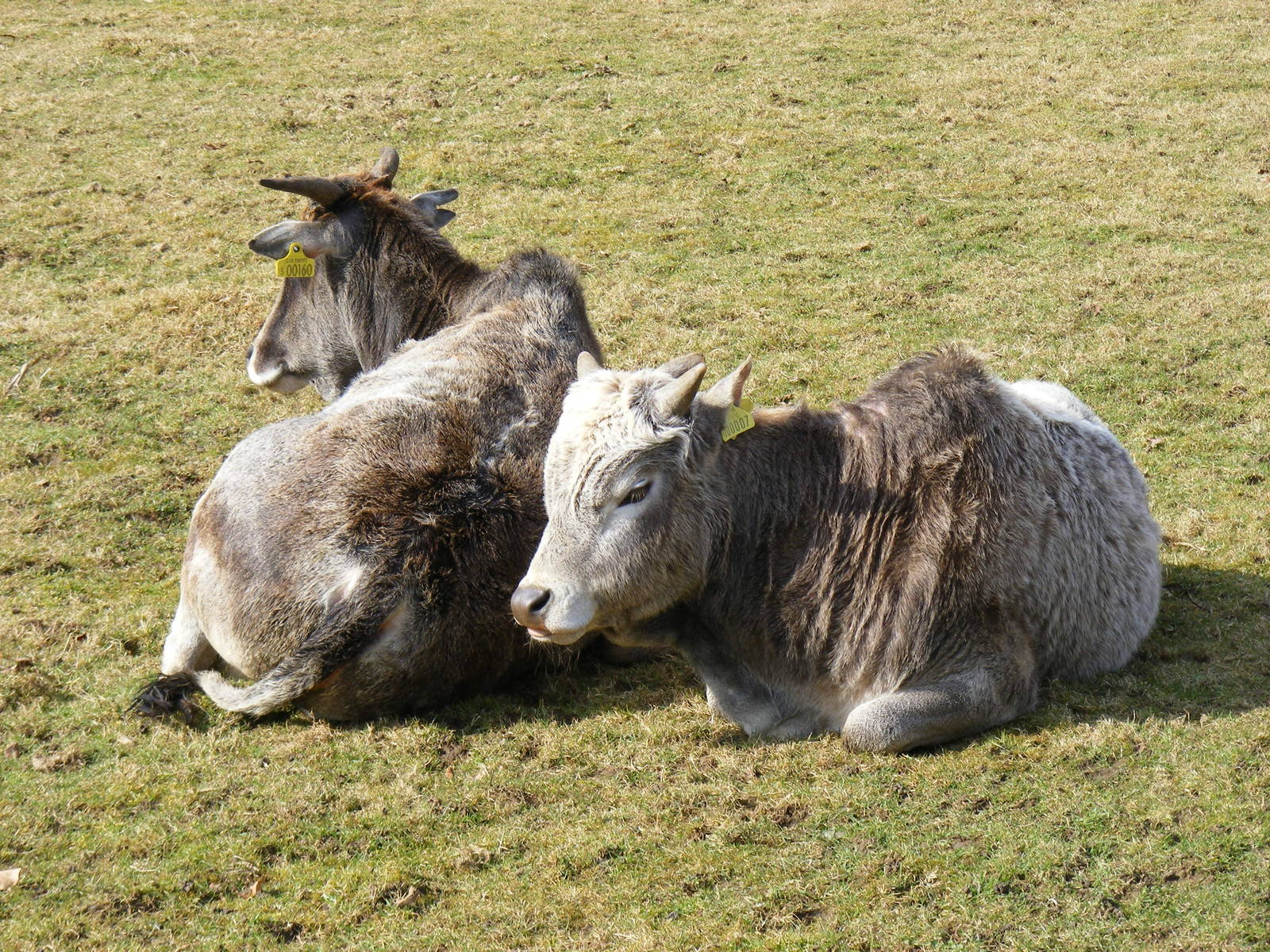 Henry and Mimi the dwarf zebus at Beale Park, 13th March 2010