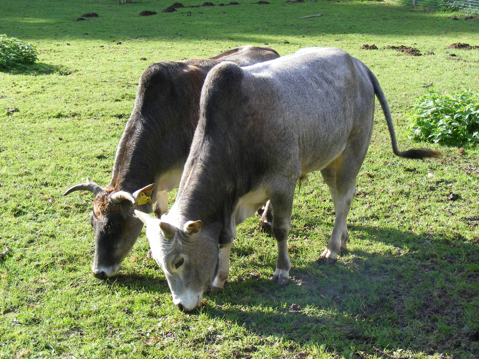 Henry and Mimi the dwarf zebus at Beale Park, 24 October 2010
