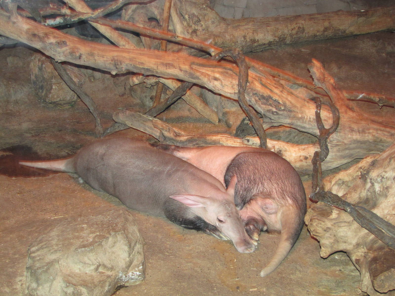 Henry Doorly Zoo 2010 - Aardvarks in Kingdoms of the Night
