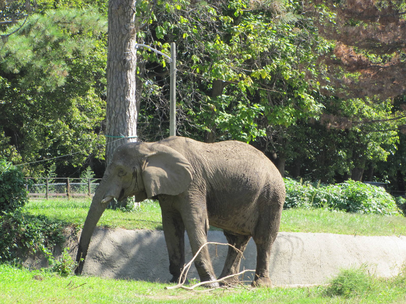 Henry Doorly Zoo 2010 - African Elephant